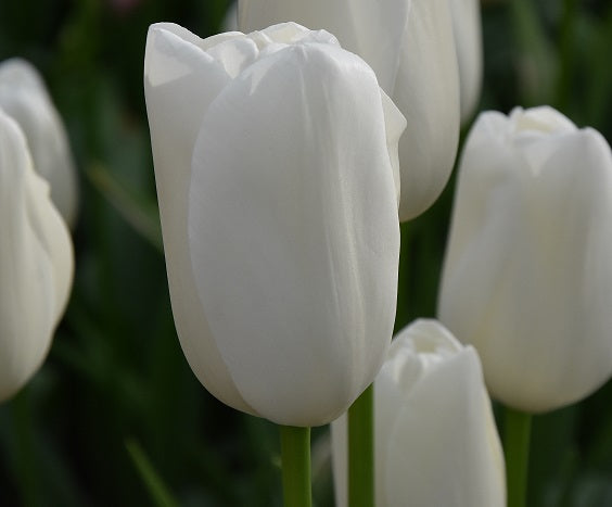 tulip maureen sq