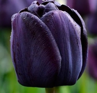 tulip queen of night sq