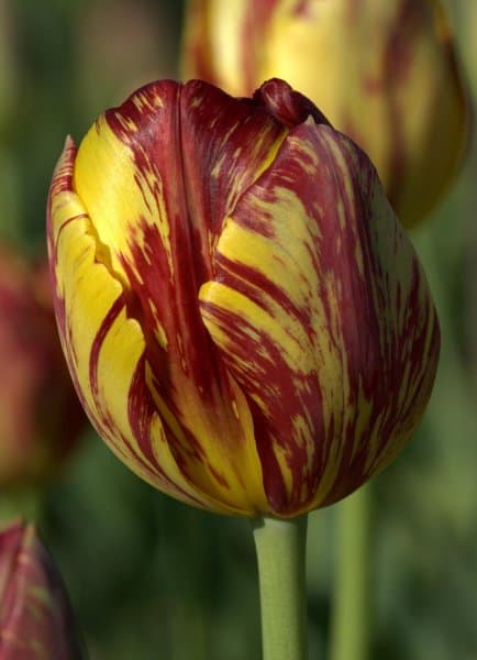 tulip rembrandt-royal-sovereign