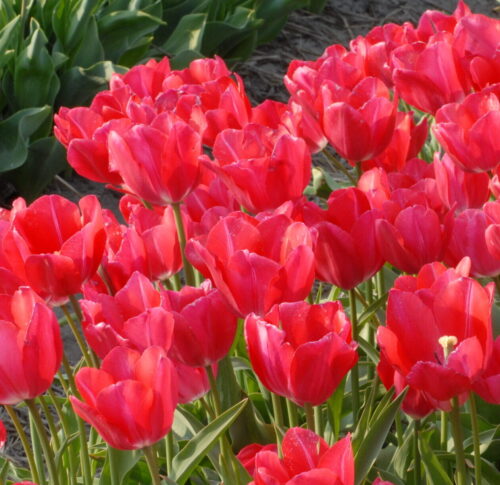 van der Erden (1932) tt-men_0564