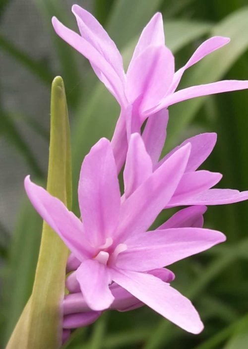 violacea 1