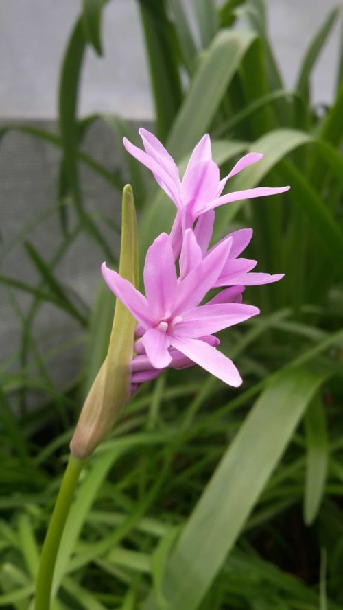 violacea