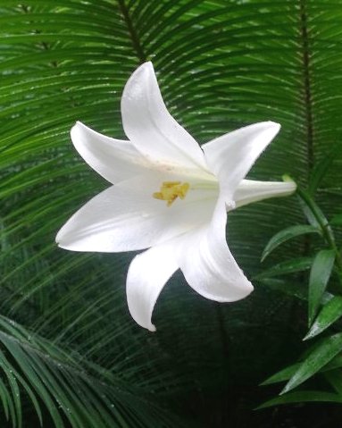 wallichianum