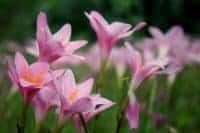 zephyr .rosea