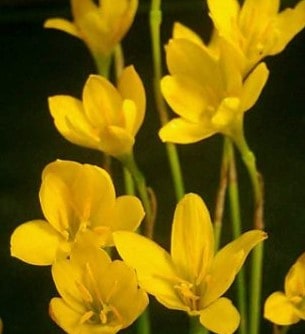 zephyranthus citrina