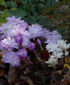 Double Colchicum Collection (10 bulbs)